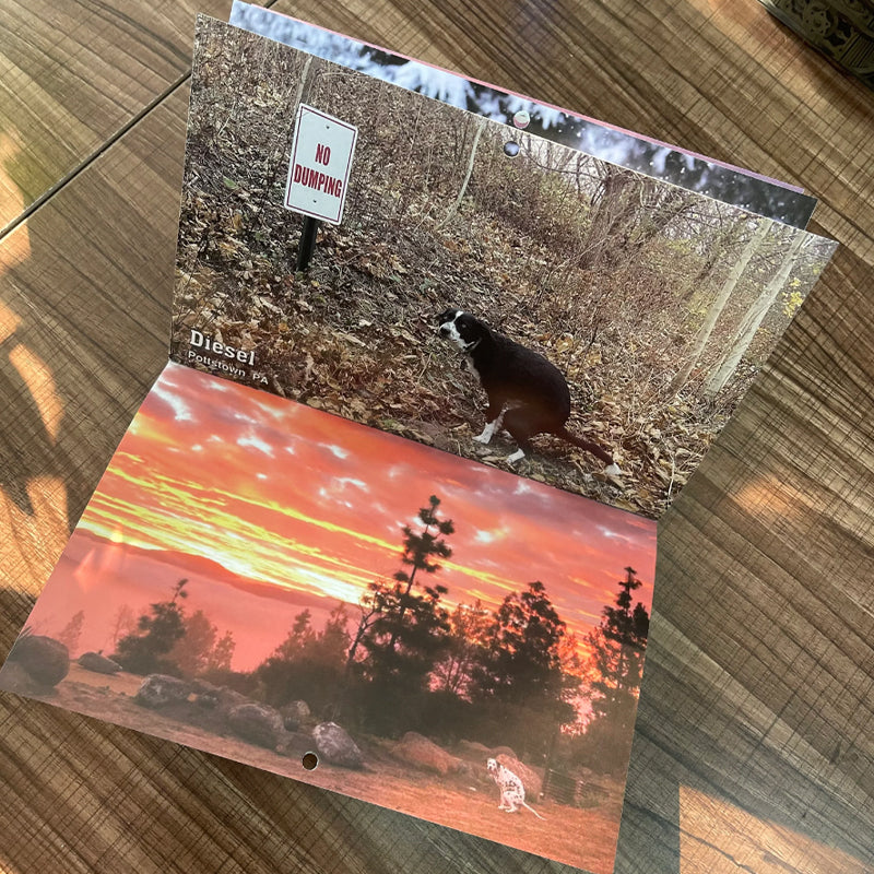 "2023 Hundkalender för hundälskare, glansigt papper, bilder av hundar i avslappnade poser, perfekt rolig present."