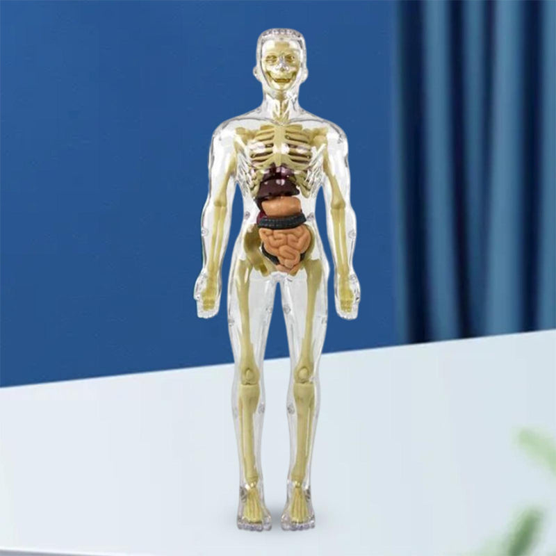 "3D anatomisk skelettmodell leksak för barn, PVC, realistisk och lärorik, transparent stil, främjar anatomikunskap"