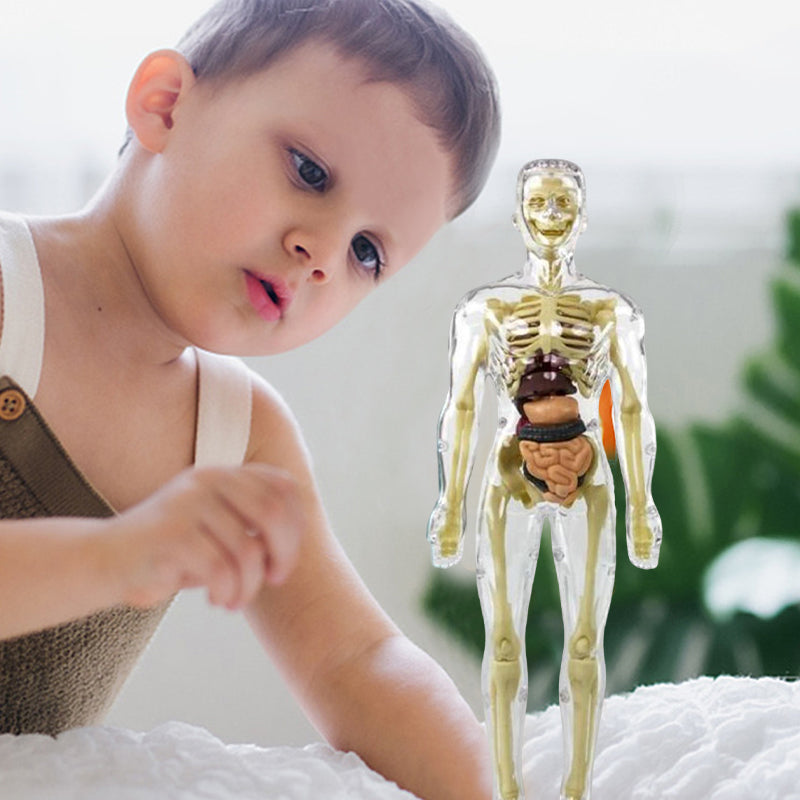 "3D anatomisk skelettmodell leksak för barn, PVC, realistisk och lärorik, transparent stil, främjar anatomikunskap"