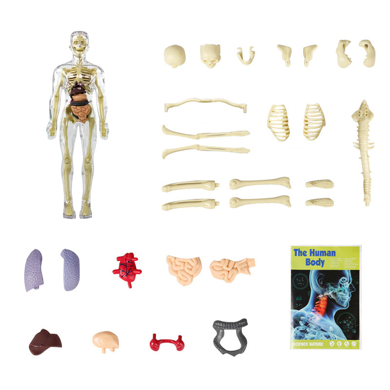 "3D anatomisk skelettmodell leksak för barn, PVC, realistisk och lärorik, transparent stil, främjar anatomikunskap"