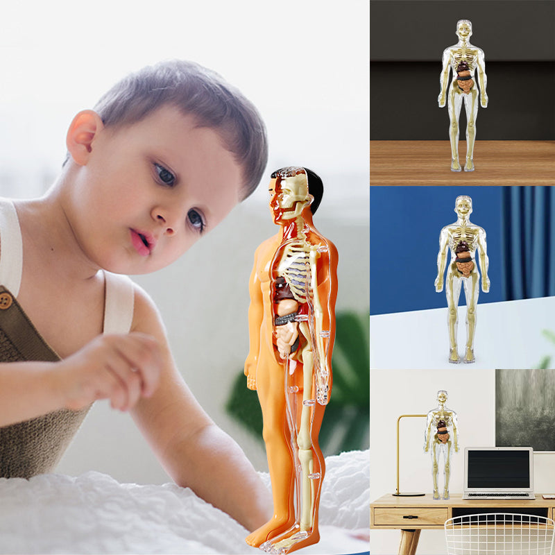 "3D anatomisk skelettmodell leksak för barn, PVC, realistisk och lärorik, transparent stil, främjar anatomikunskap"