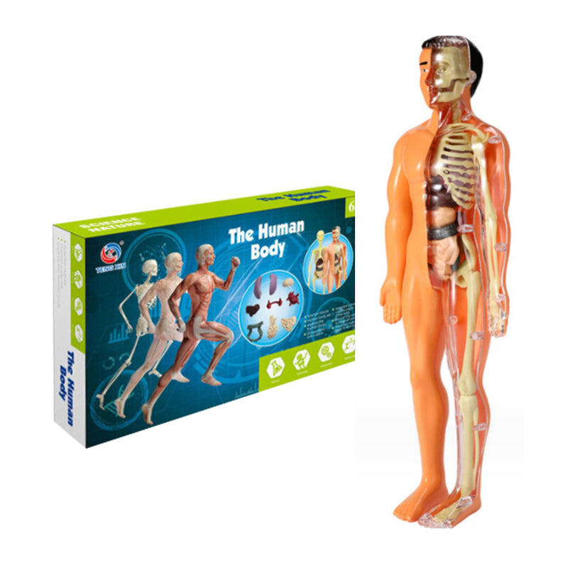 "3D anatomisk skelettmodell leksak för barn, PVC, realistisk och lärorik, transparent stil, främjar anatomikunskap"