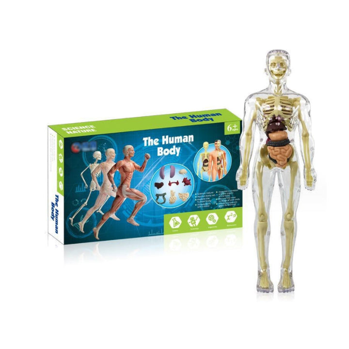 "3D anatomisk skelettmodell leksak för barn, PVC, realistisk och lärorik, transparent stil, främjar anatomikunskap"