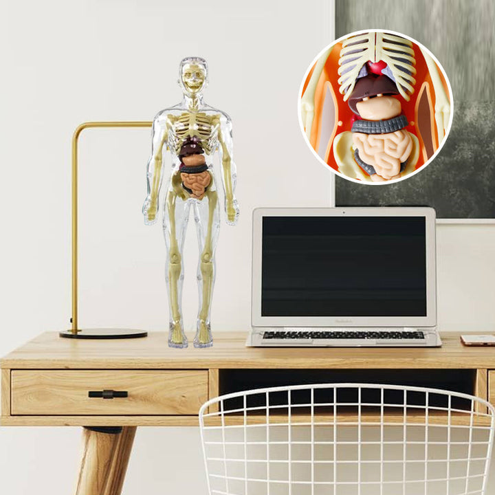 "3D anatomisk skelettmodell leksak för barn, PVC, realistisk och lärorik, transparent stil, främjar anatomikunskap"
