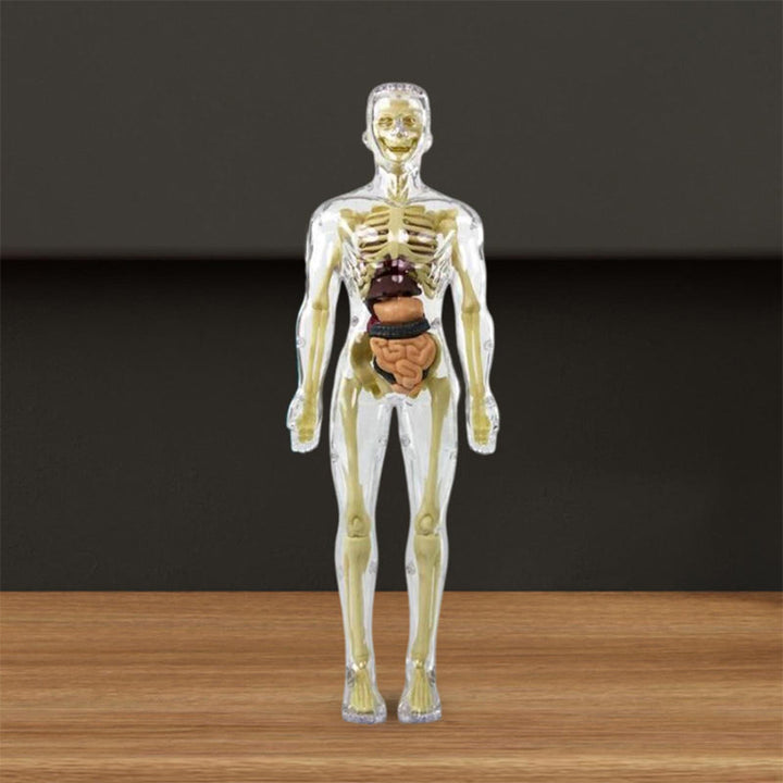 "3D anatomisk skelettmodell leksak för barn, PVC, realistisk och lärorik, transparent stil, främjar anatomikunskap"