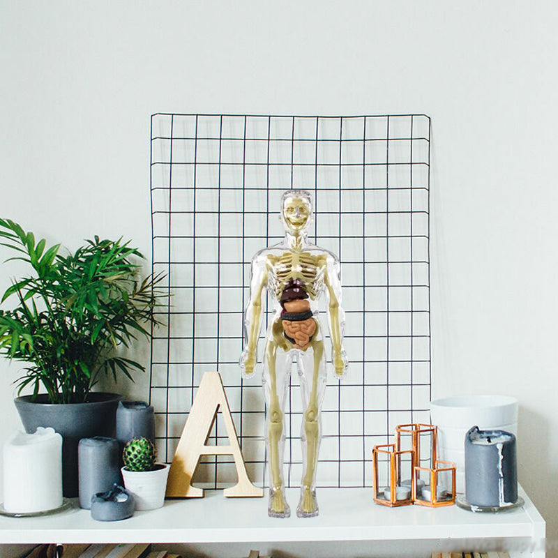"3D anatomisk skelettmodell leksak för barn, PVC, realistisk och lärorik, transparent stil, främjar anatomikunskap"