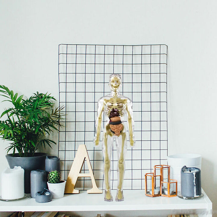 "3D anatomisk skelettmodell leksak för barn, PVC, realistisk och lärorik, transparent stil, främjar anatomikunskap"