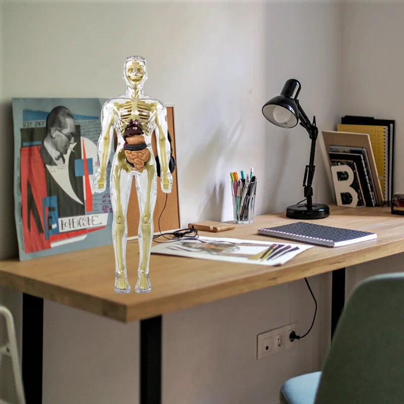 "3D anatomisk skelettmodell leksak för barn, PVC, realistisk och lärorik, transparent stil, främjar anatomikunskap"