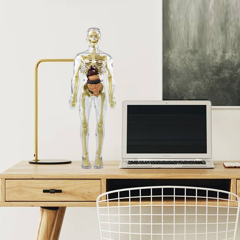 "3D anatomisk skelettmodell leksak för barn, PVC, realistisk och lärorik, transparent stil, främjar anatomikunskap"