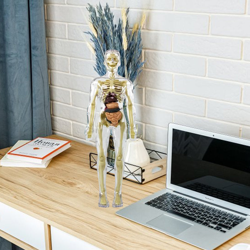 "3D anatomisk skelettmodell leksak för barn, PVC, realistisk och lärorik, transparent stil, främjar anatomikunskap"