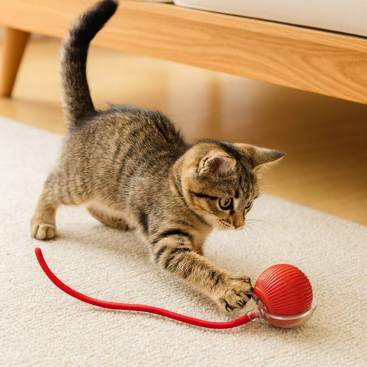 Elektrisk kattleksak: smart rullboll med fjädersvans. Perfekt för lek och aktivering av din katt.