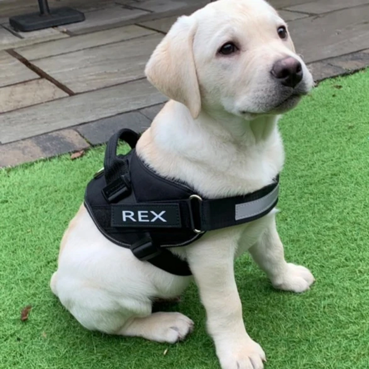 "Dragfri hundsele i reflekterande material, justerbara remmar, robust design, finns i flera färger för säkra promenader."