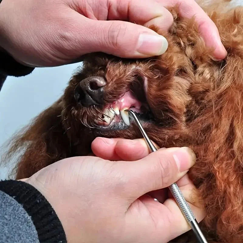 Mångsidiga tandstensverktyg, anpassade för olika vinklar och tänder hos hundar och katter.