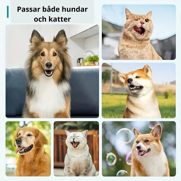 Användarvänlig tandstensskrapa för hundar och katter. Enkel plack- & tandstensborttagning hemma.