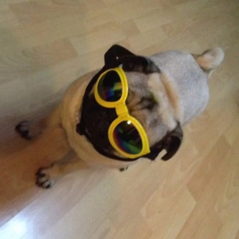 Hundgoggles för utomhusbruk. Skydda hundens ögon under bilfärder eller soliga promenader med dessa UV-skyddande glasögon.