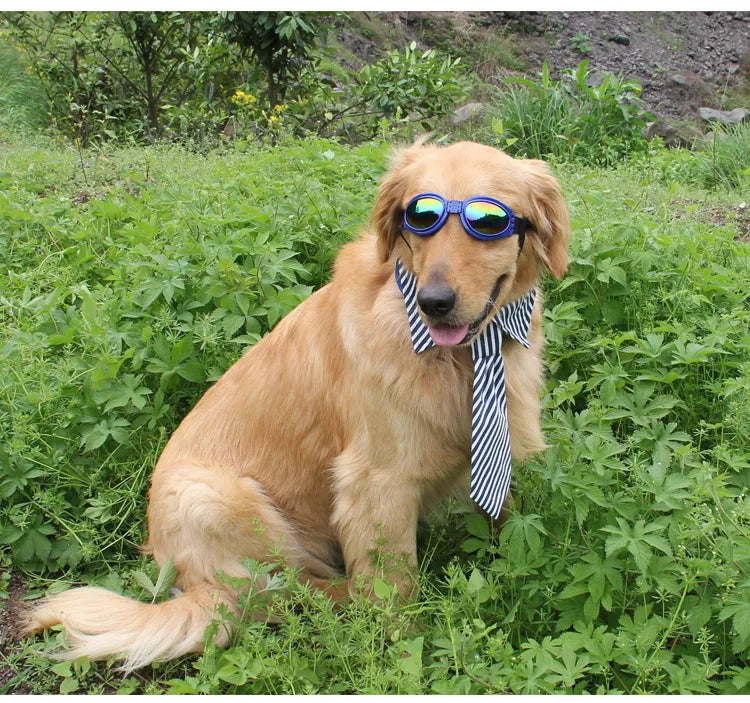 Robust designade hundgoggles med UV-skydd. Ett måste bland hundtillbehör för aktiv utomhuslek.