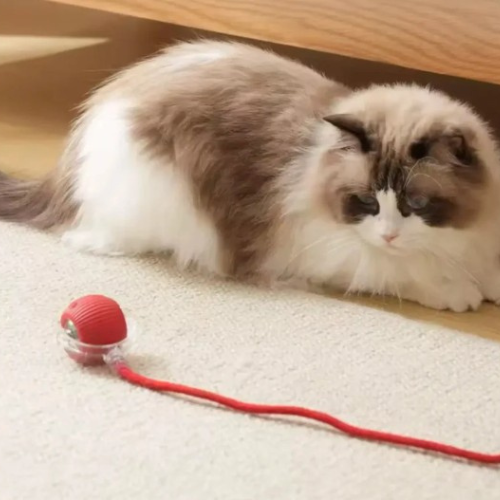 Katt leker med interaktiv Spinball som snurrar och lyser, stimulerar till lek och rörelse.