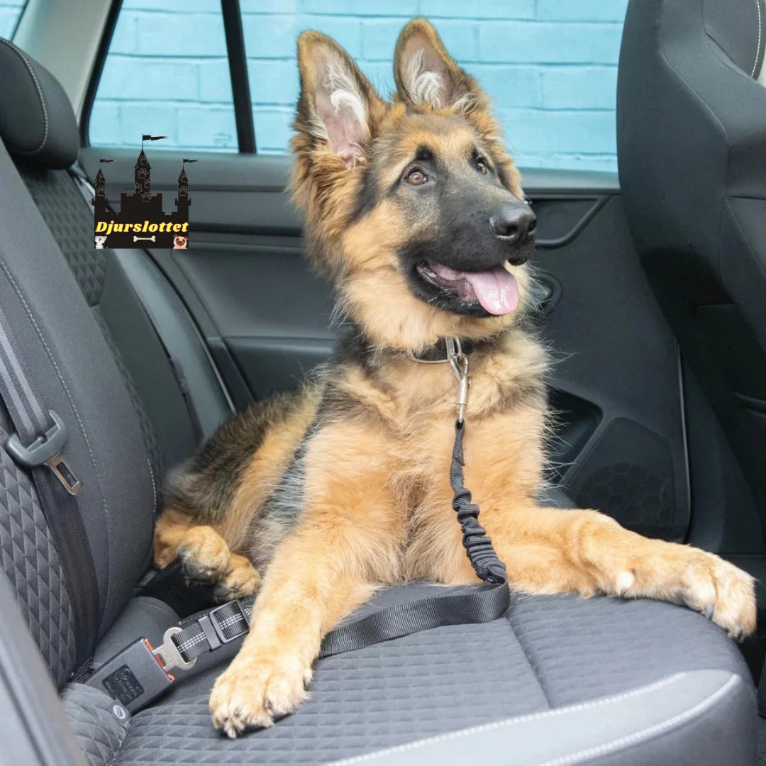 Hundsäkerhetsbälte justerbart för bil, säkrar din hund tryggt under varje bilresa.
