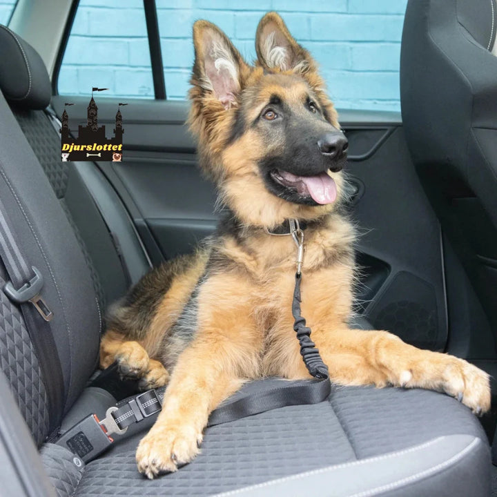Hundsäkerhetsbälte justerbart för bil, säkrar din hund tryggt under varje bilresa.