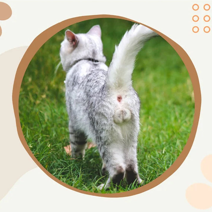 "Kattkalender 2024 med roliga kattmotiv, perfekt presentidé för kattälskare och humorentusiaster."