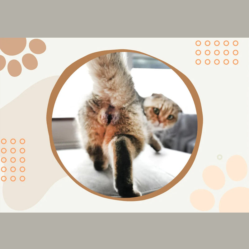 "Kattkalender 2024 med roliga kattmotiv, perfekt presentidé för kattälskare och humorentusiaster."