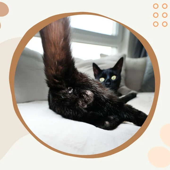 "Kattkalender 2024 med roliga kattmotiv, perfekt presentidé för kattälskare och humorentusiaster."