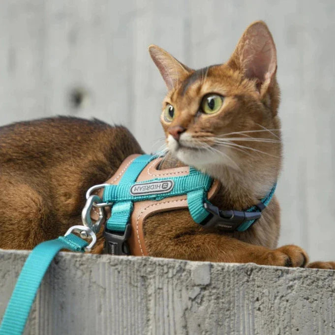 Lättviktig kattsele med extra säkerhetsspännen, idealisk för aktiva katter.