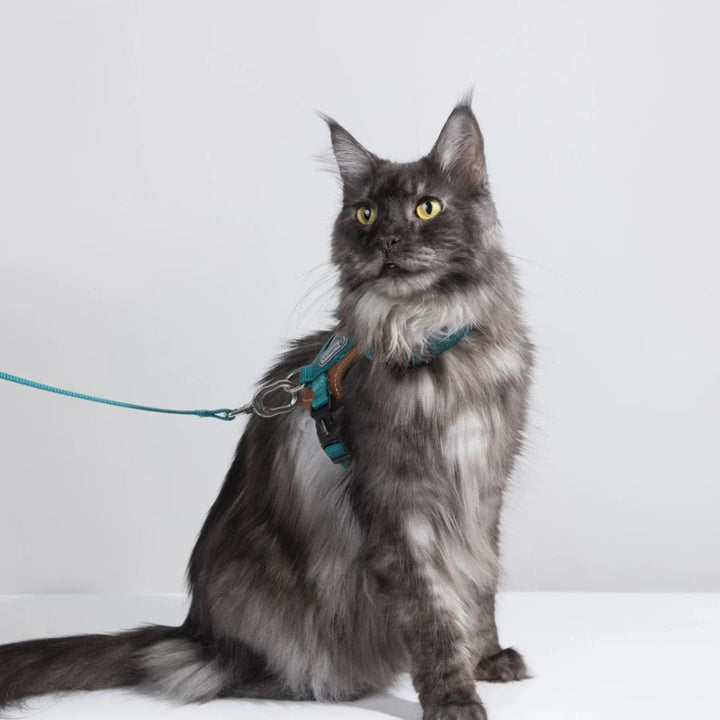 Säker kattsele med snabbfäste och koppel för enkla och trygga promenader.