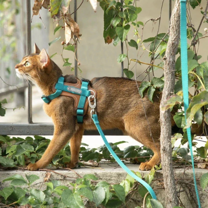 Rymningssäker kattsele i mjukt material, perfekt för trygga promenader.