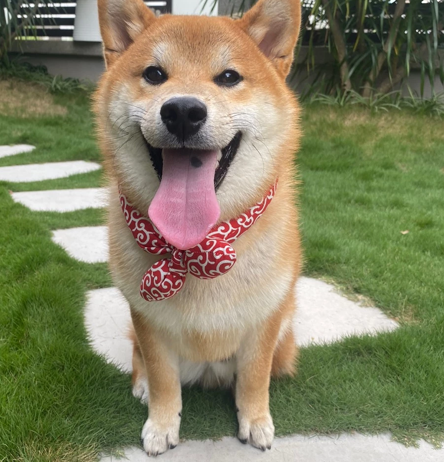 Kylande hundhalsduk för svalka under varma dagar. Ett måste bland hundtillbehör för sommarhunden.