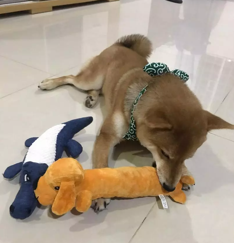 Svalkande hundtillbehör för din sommarhund. Denna kylande halsduk håller husdjur svalt och nöjt.
