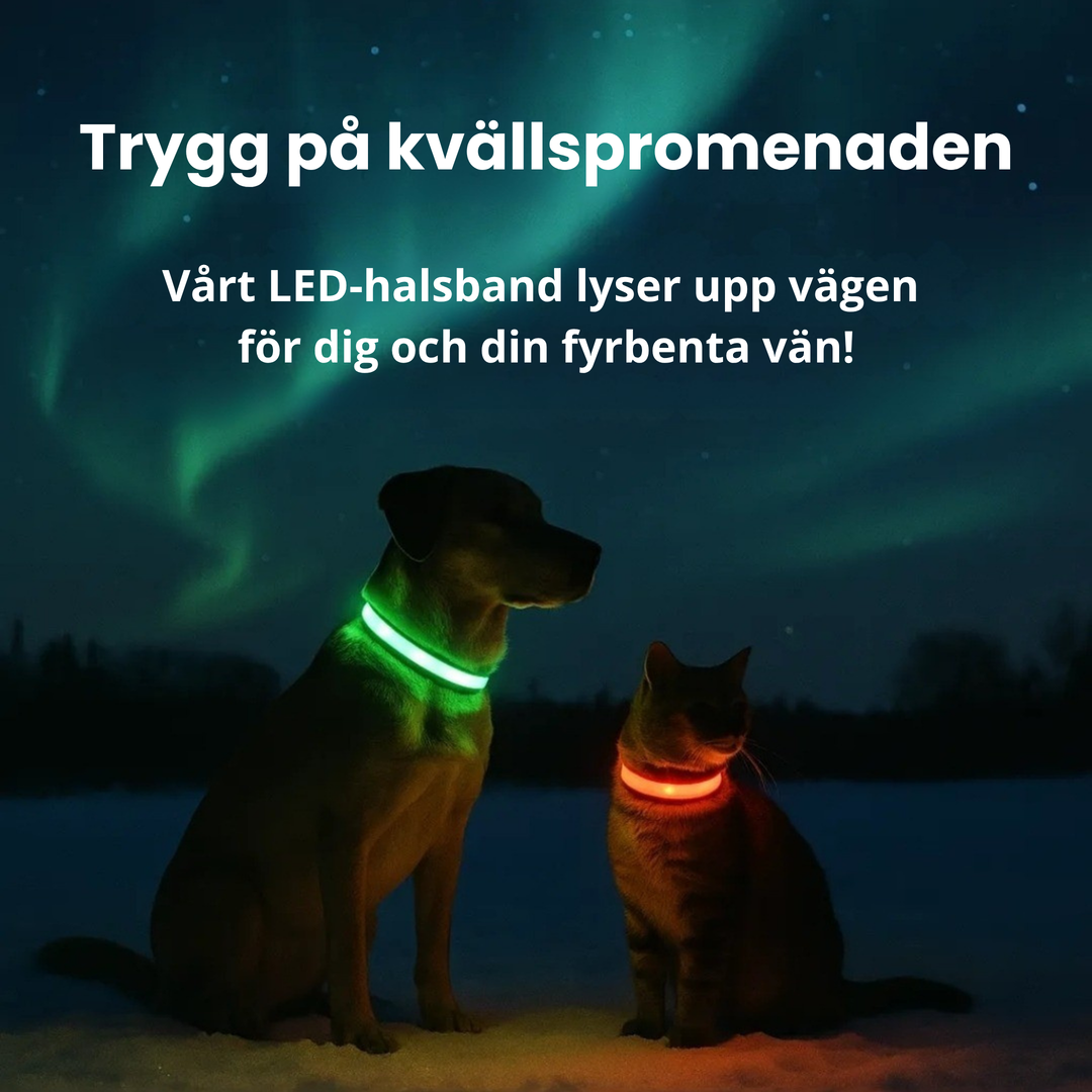 Modernt djurtillbehör: LED-reflexhalsband för hund och katt. Säkerställer synlighet och trygghet vid mörka promenader.