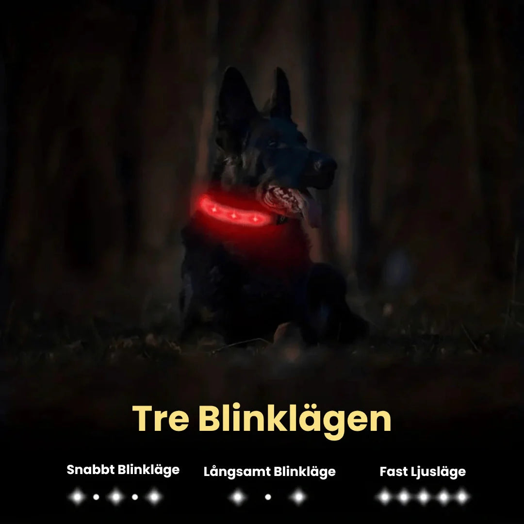 Säkert lysande nylonhalsband, vattentätt med LED för optimal synlighet och Airtag-skydd.