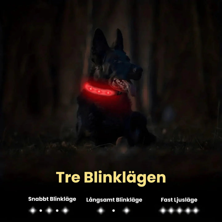Säkert lysande nylonhalsband, vattentätt med LED för optimal synlighet och Airtag-skydd.