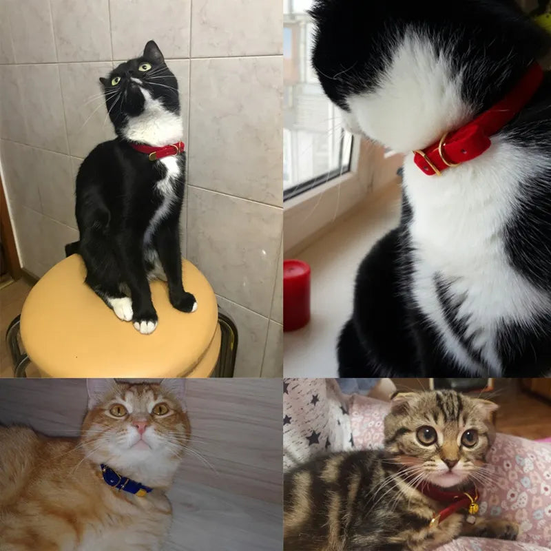 Elegant katthalsband i sammet med dekorativt guldspänne, justerbart för komfort och en lyxig stil för din katt.