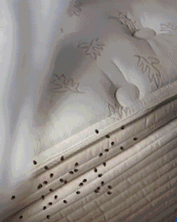 Naturlig Kvalster Mördare, effektiv sprayflaska, 100g, eliminerar kvalster och ägg, trygg för hemmet, naturliga ingredienser.