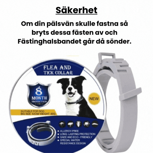 Glatt husdjur skyddat av naturligt fästinghalsband, säkerställer 8 månaders skydd mot fästingar utomhus.