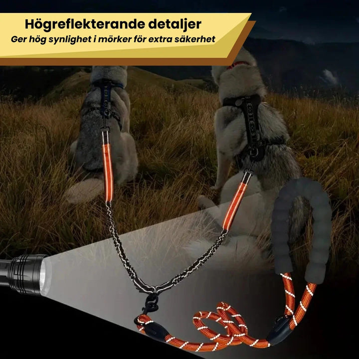 Två glada hundar går tryggt sida vid sida med ett trasselfritt duokoppel under kvällspromenaden.