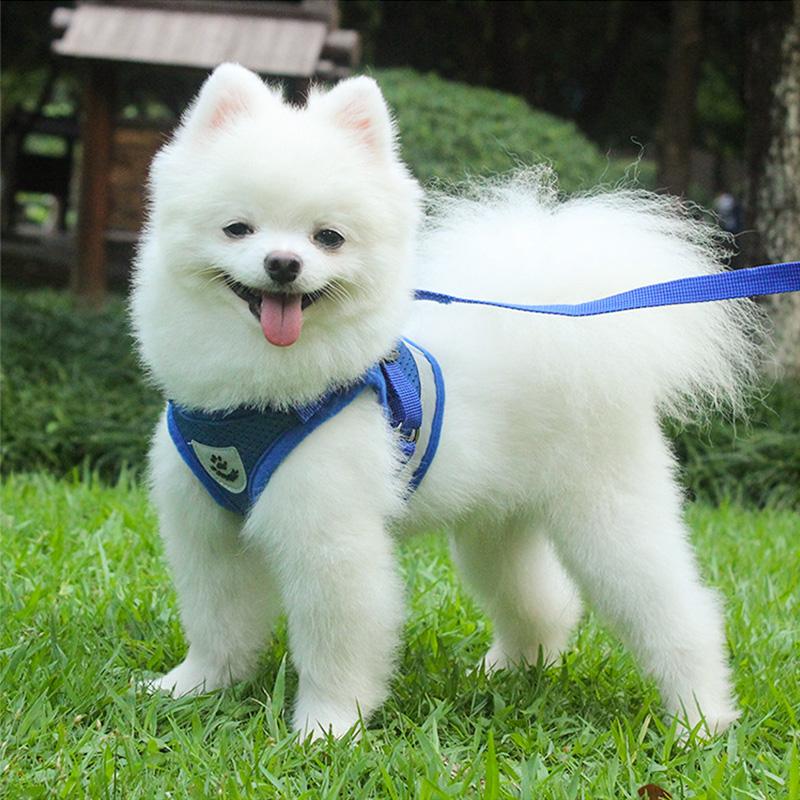 "Reflekterande justerbar husdjurssele i grått för katter och små hundar, säker och bekväm med reflekterande detaljer."