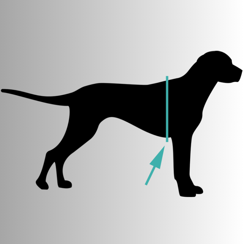 Justerbar robust hundsele med bekväm passform och handtag för alla hundraser.