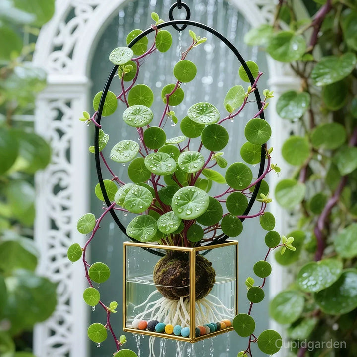 Detaljerad bild av Stephania Erecta caudex, en sällsynt och dekorativ inomhusväxt.