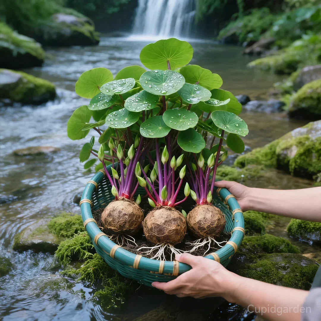 Gröna blad och robust stam på en Stephania Erecta. En exotisk grönväxt som är lättskött.
