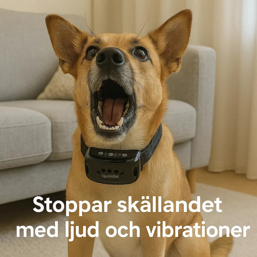 Bekvämt antiskällhalsband med uppladdningsbar fjärrkontroll för lugn hundlydnad.