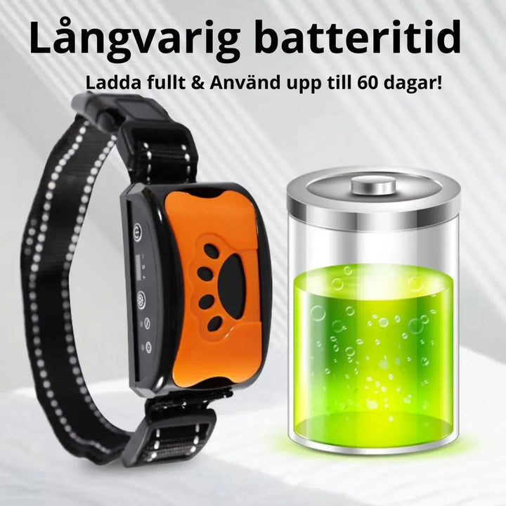 Hund med antiskällhalsband, visar lugn och ro tack vare skällkontrollteknik.