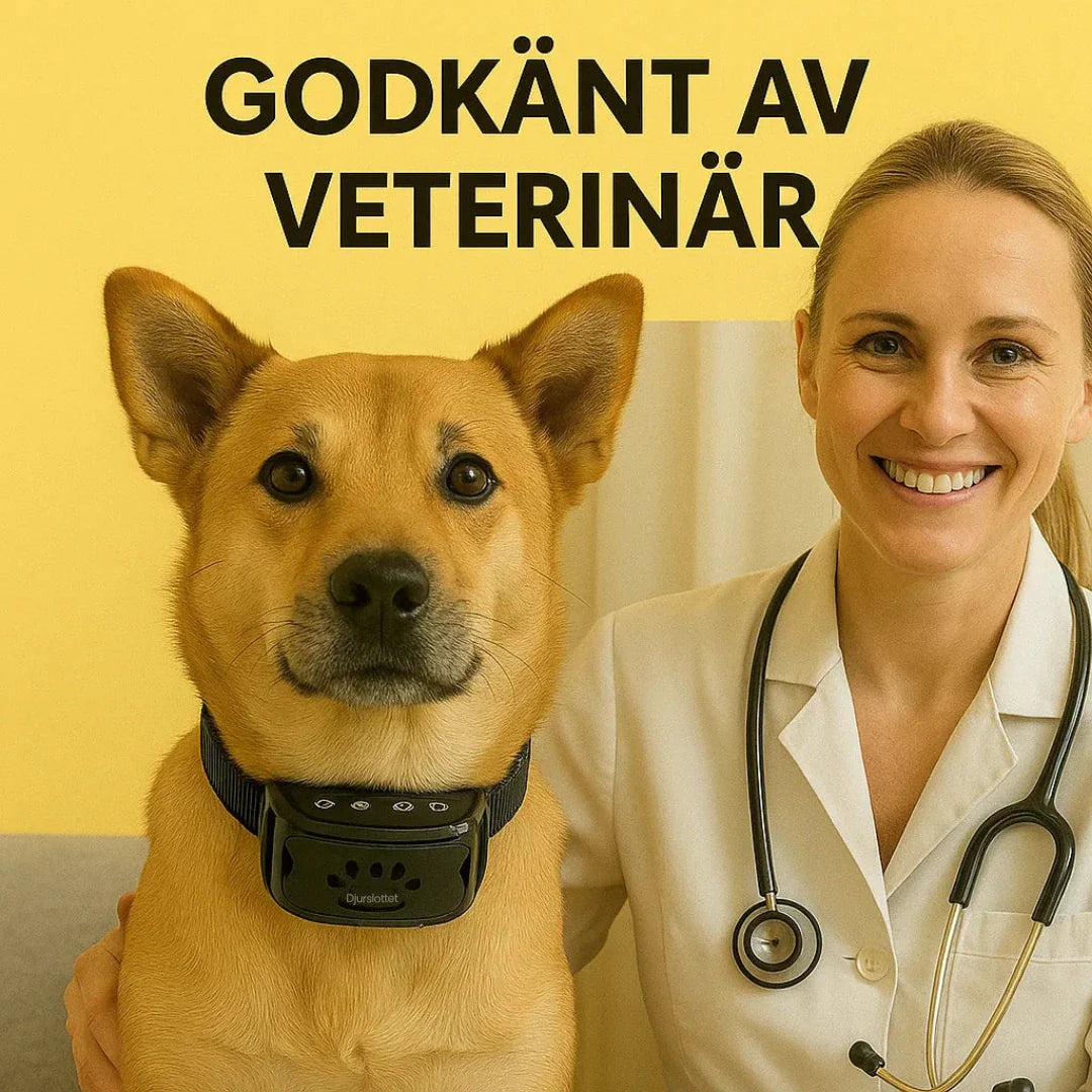 Antiskällhalsband på en retriever, demonstrerar användning för bättre lydnad och tystnad.