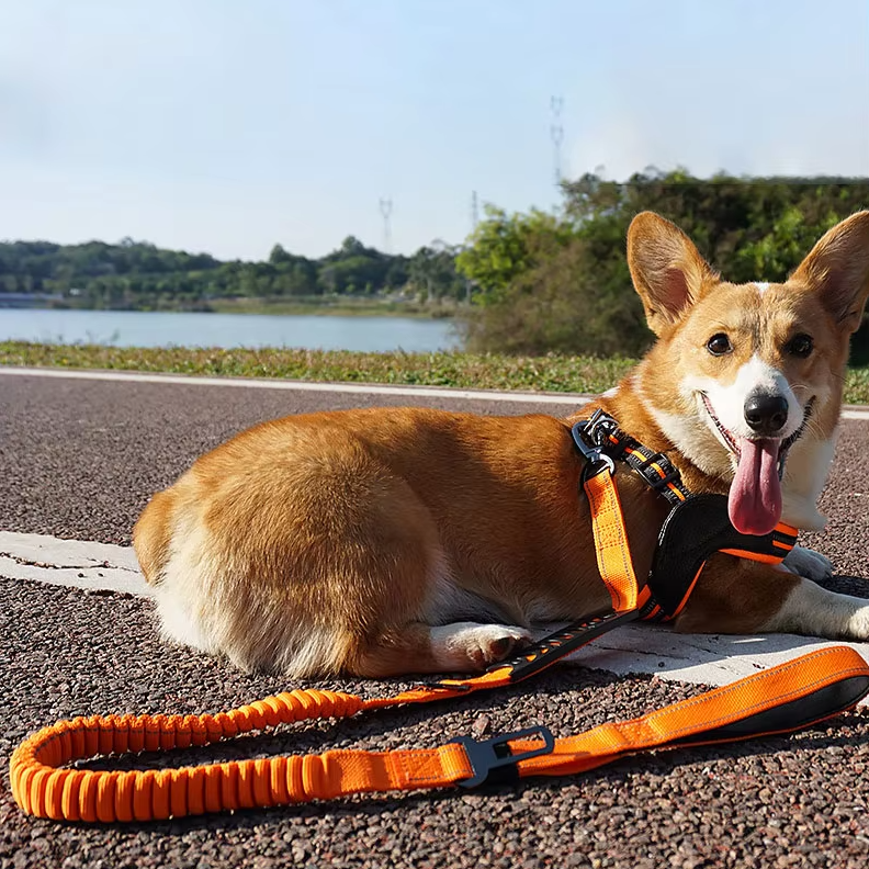 Ryckfritt hundkoppel med inbyggd dämpning som ger komfort för både hund och ägare under promenader.