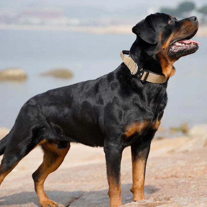 Svart hundhalsband av nylon med handtag för extra kontroll, perfekt för träning och säkra promenader.