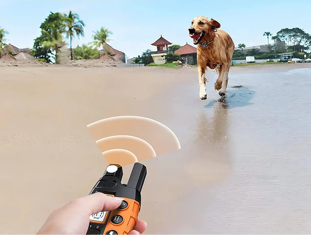 Tränare använder fjärrkontroll för hundträningshalsband, hunden syns på avstånd.