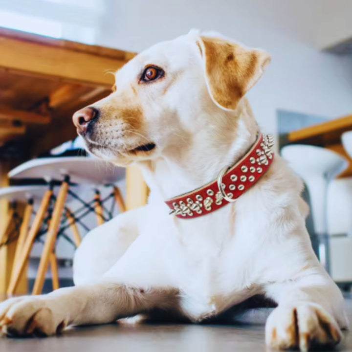 Stiligt nithalsband i punkdesign för hund. Starkt, bekvämt hundhalsband för aktiva hundar.