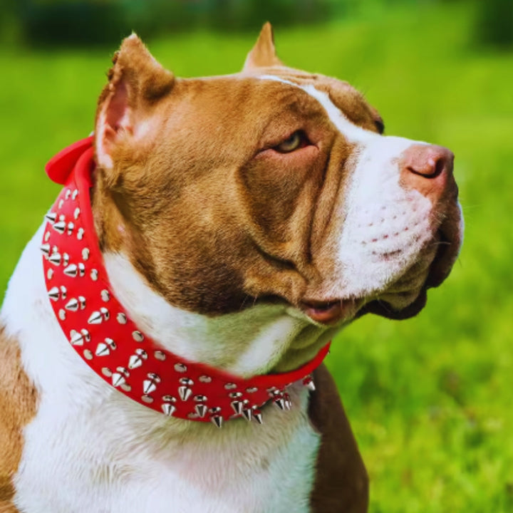 Hundhalsband med nitar i punkstil. Robust och skyddande för stora hundar. Unikt hundtillbehör.